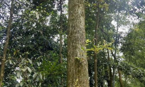 陈香百露片的功效-香百露功效网 :分享百夀香菸-陣香露白露片的功效與作用知识