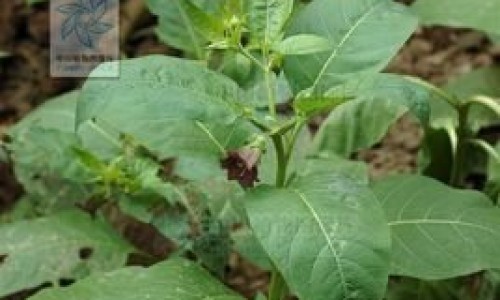 陣香露白露片的功效與作用-香百露功效网 :分享百夀香菸-陣香露白露片的功效與作用知识